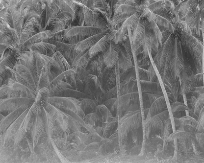 Trying to Stand Out, Palms of the Mentawais