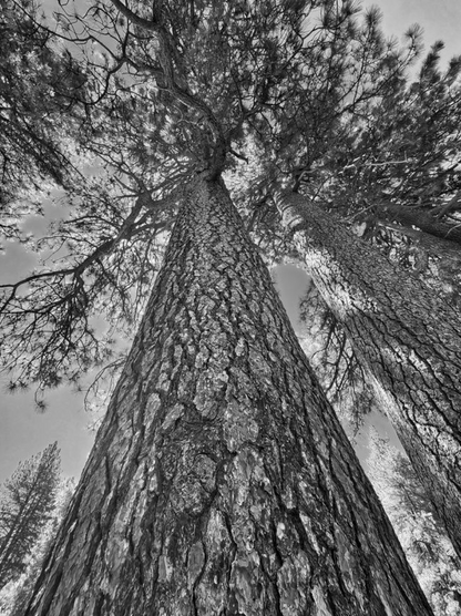 Lone Pine