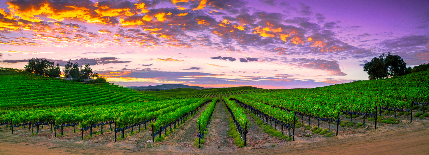 Cabernet Summer