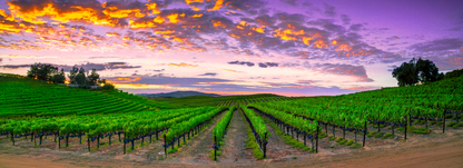 Cabernet Summer