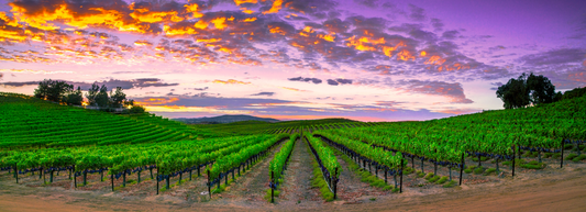 Cabernet Summer
