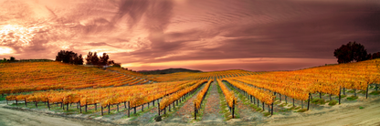 Fall Over Del Monte (Four Seasons)