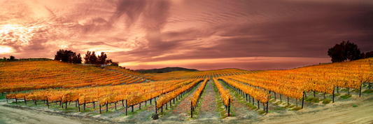 Fall Over Del Monte (Four Seasons)