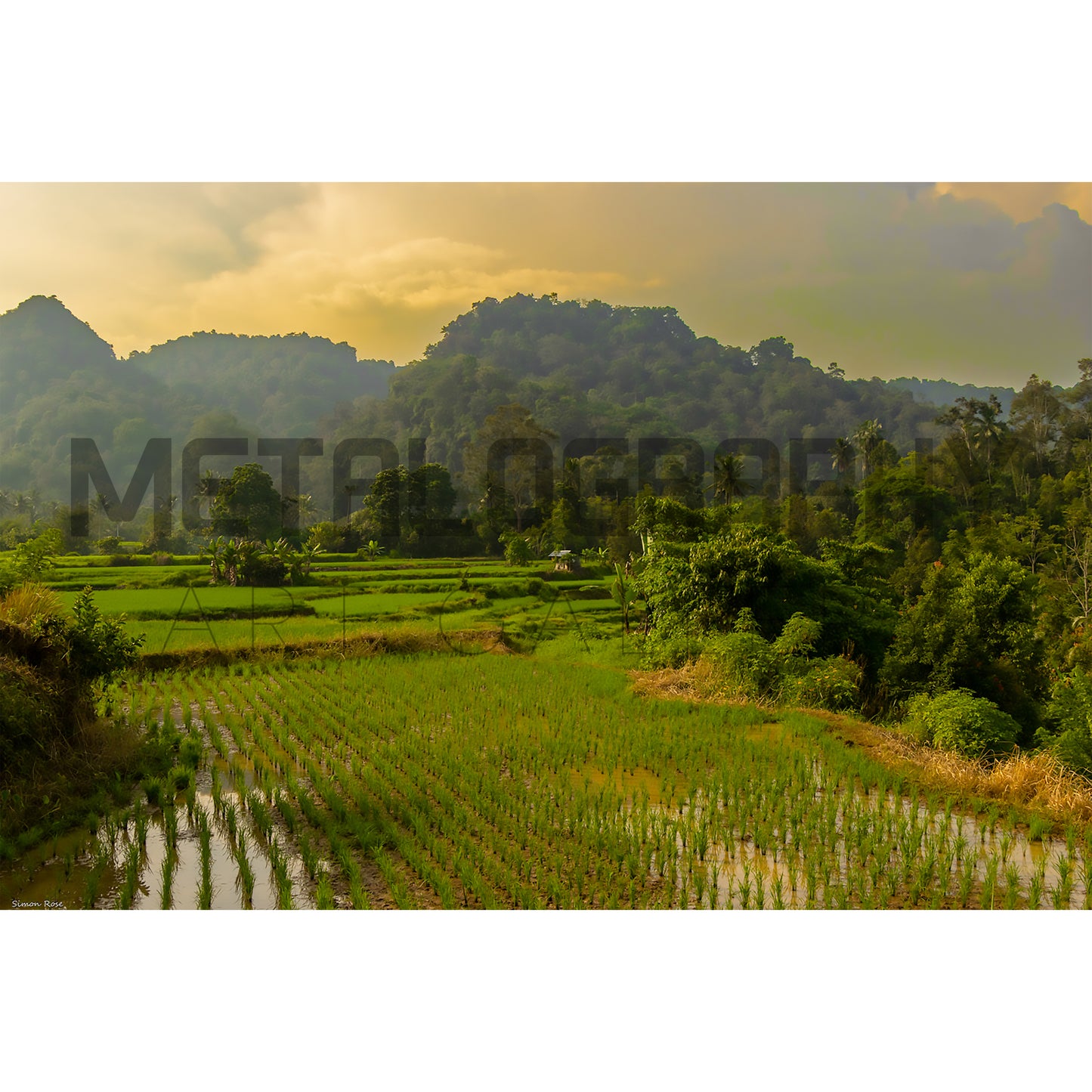 Long Day at the Rice Fields, West Sumatra