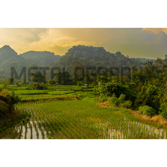 Long Day at the Rice Fields, West Sumatra