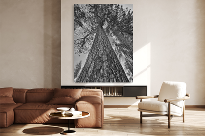Lone Pine