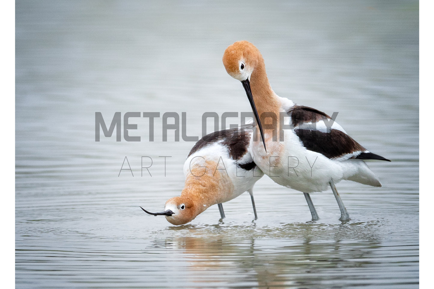 Avocet Couple