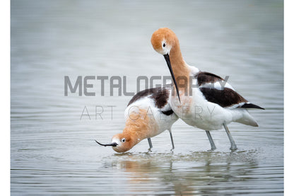 Avocet Couple