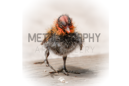 Baby Coot's First Steps