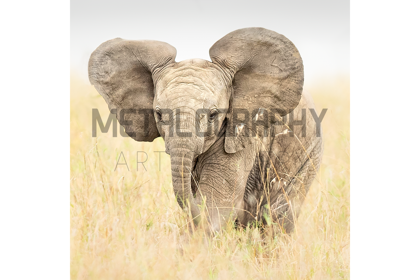Baby Elephant
