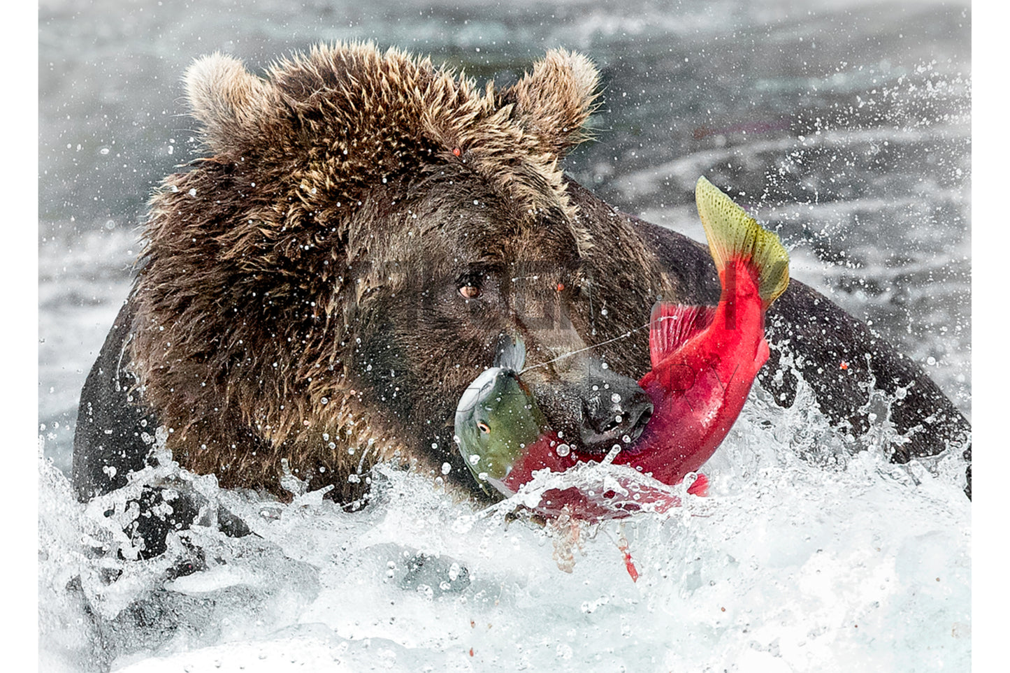 Bear with Fish