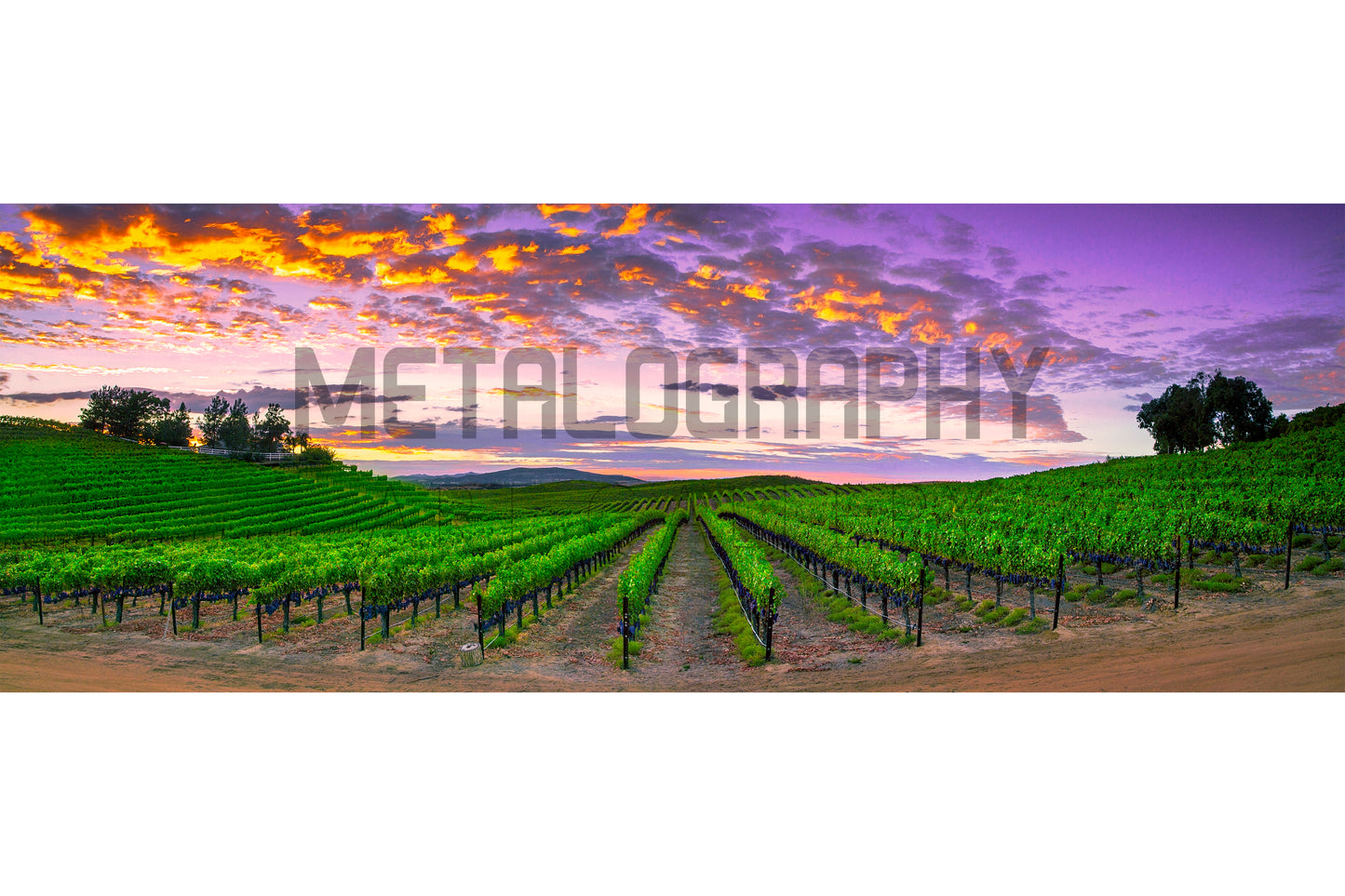Cabernet Summer