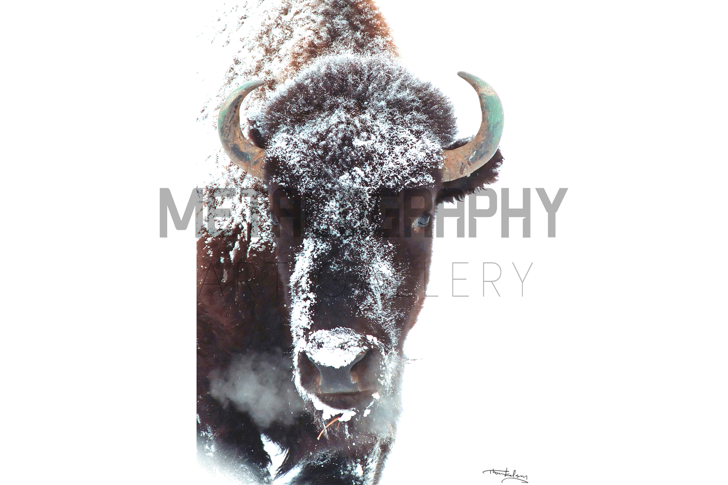 Evergreen Bison