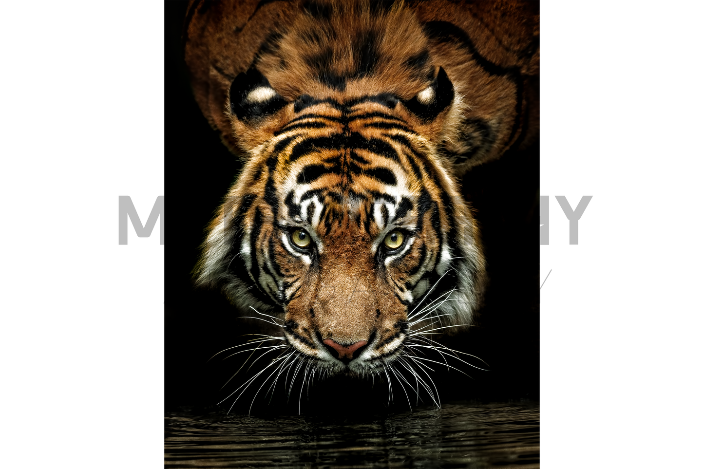 Eyes of the Wild