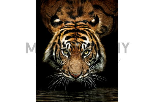 Eyes of the Wild