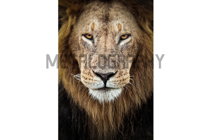 Fierce Maridadai