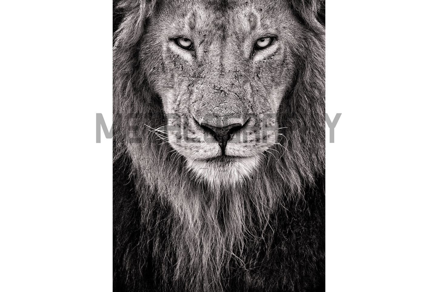 Fierce Maridadai Black & White