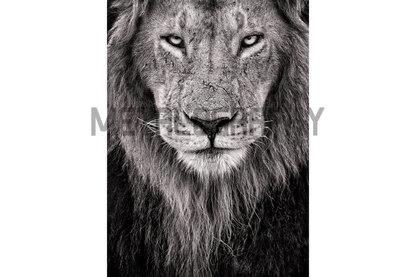 Fierce Maridadai Black & White