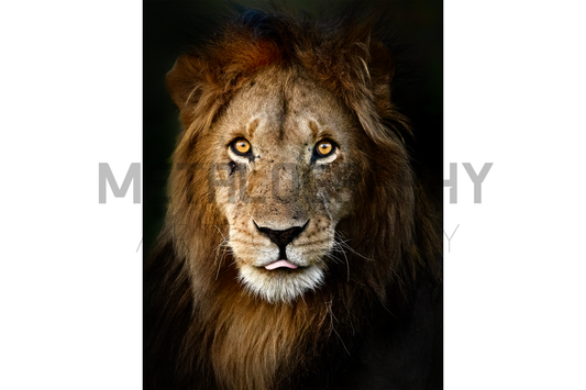Fierce yet Gentle