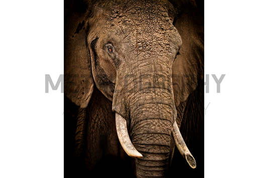 Gentle Giant