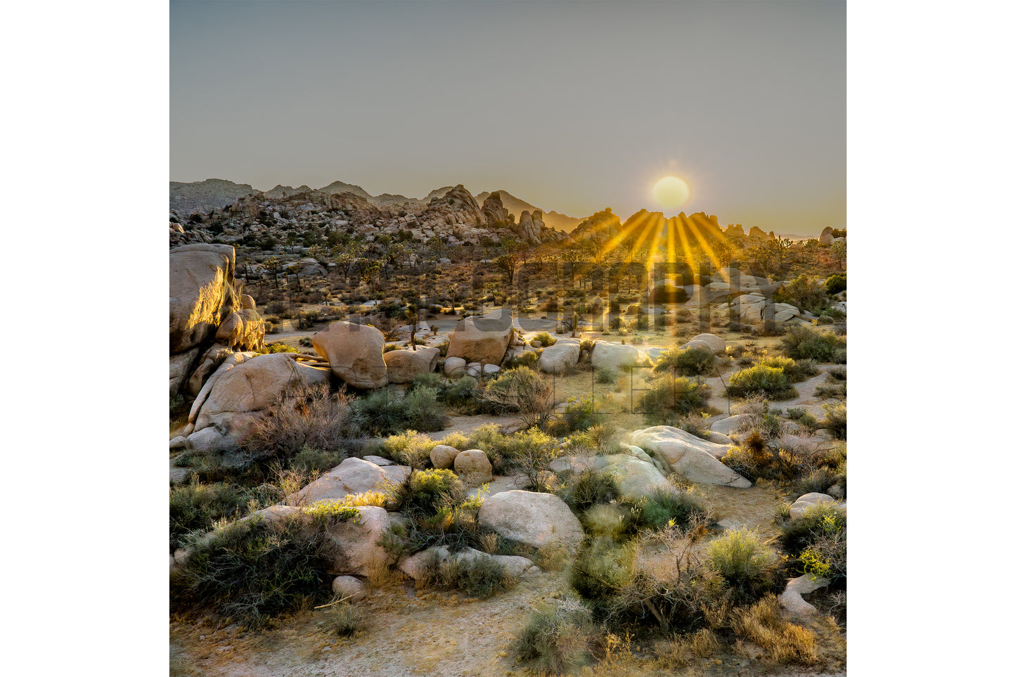 Joshua Tree, CA