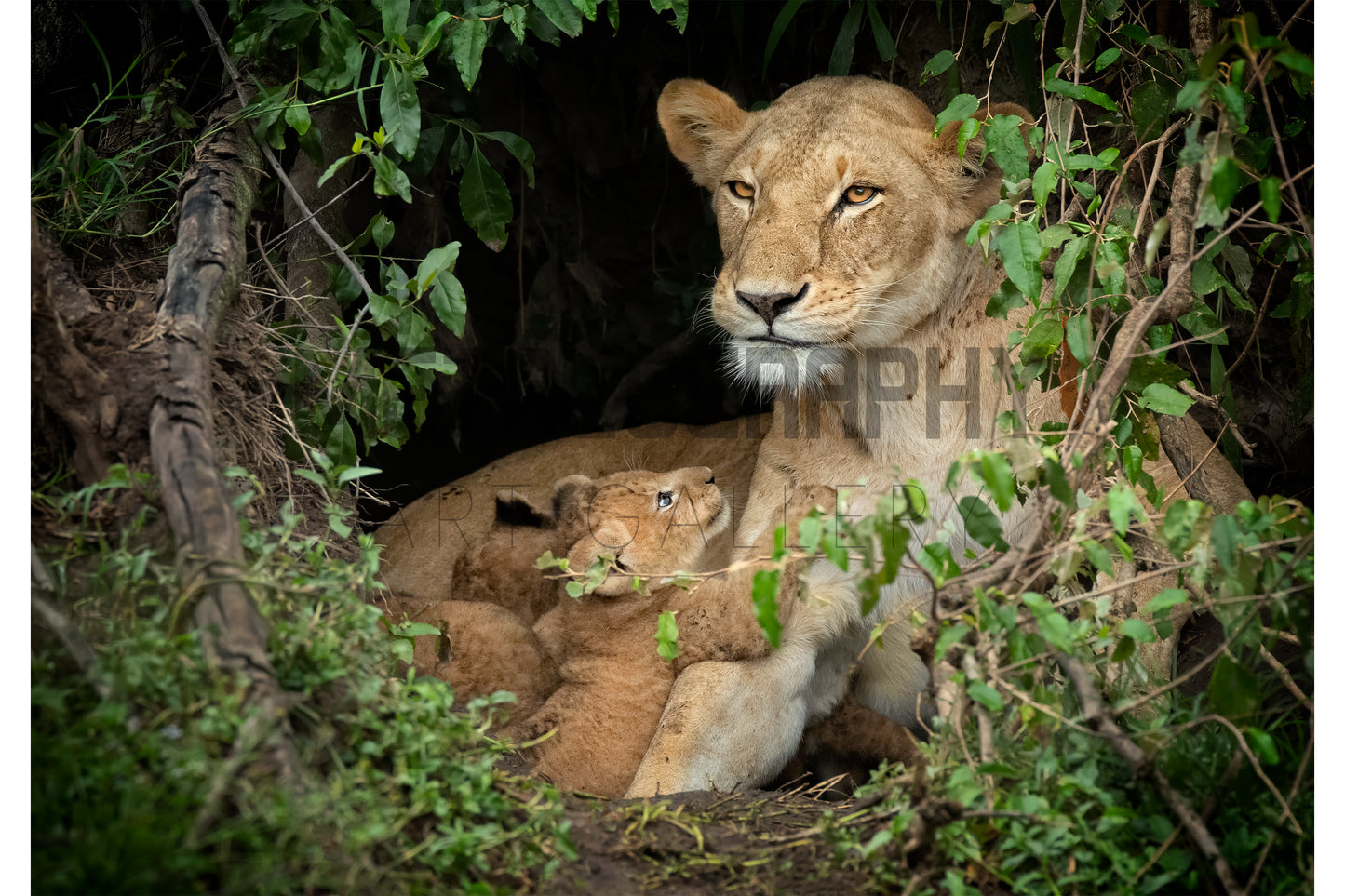 Lion Cub's Love