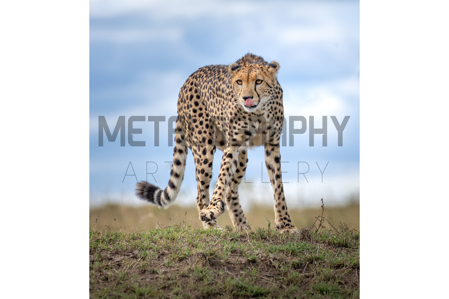 Lone Cheetah