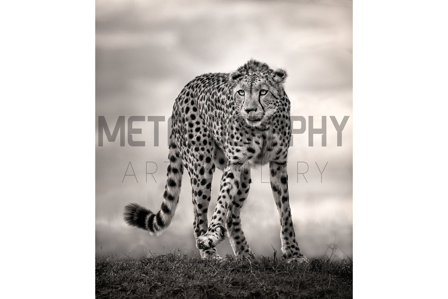 Lone Cheetah