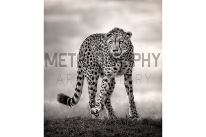 Lone Cheetah