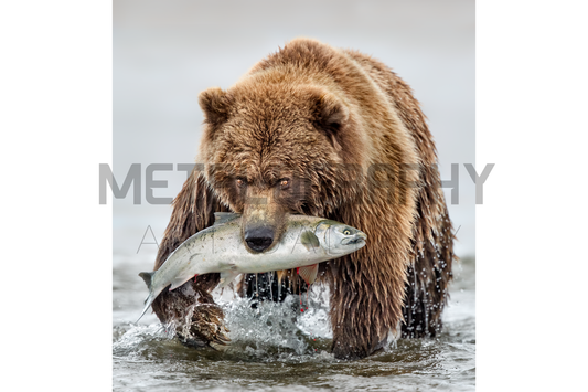 Happy Mama Bear