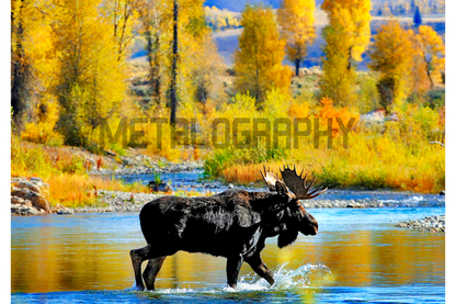 Moose Crossing, Grand Tetons National Park