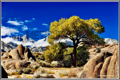 Mount Whitney & Cottonwood