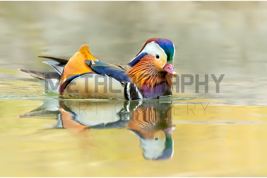 A Splash of Colors