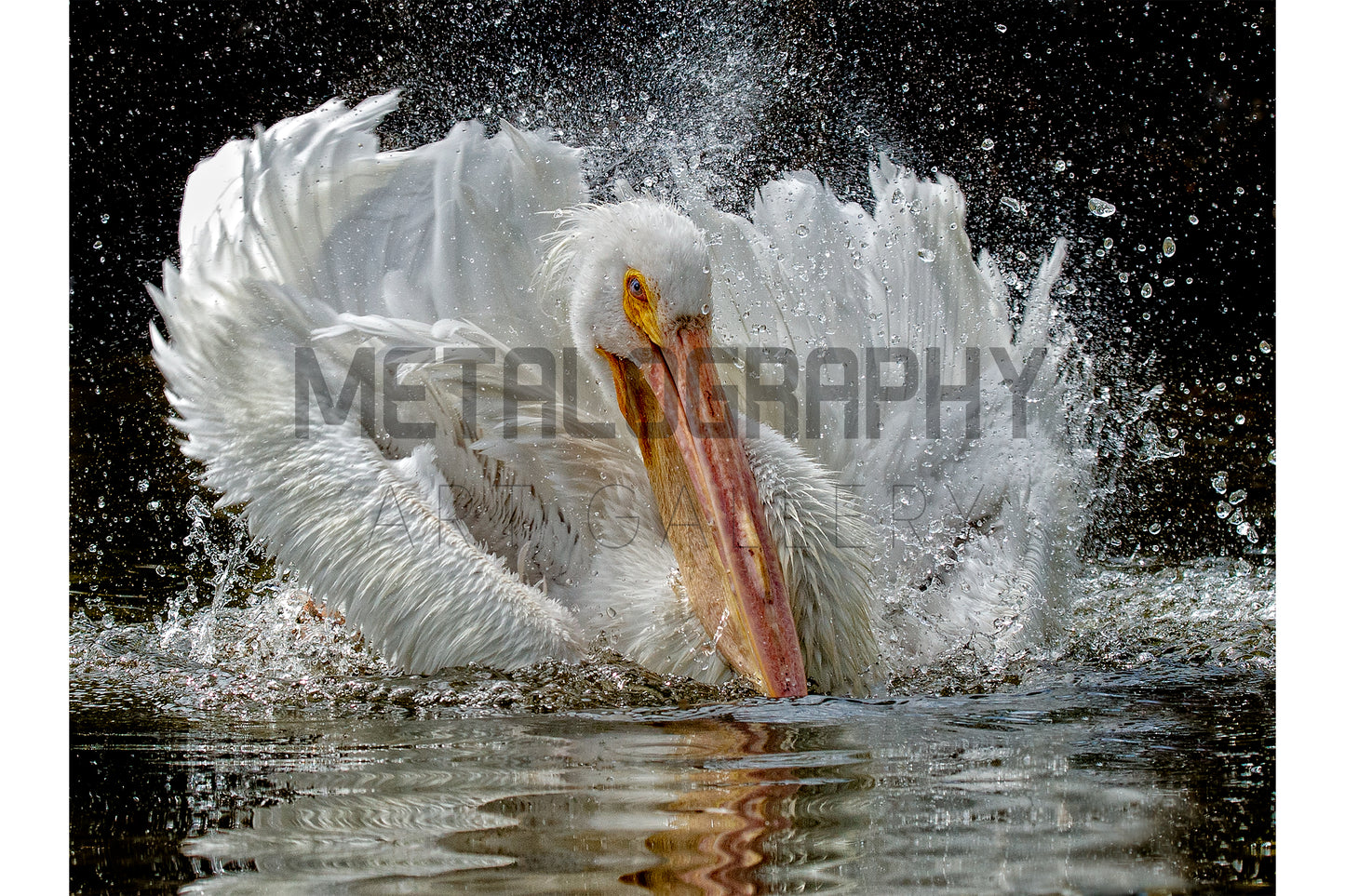 Splish Splash