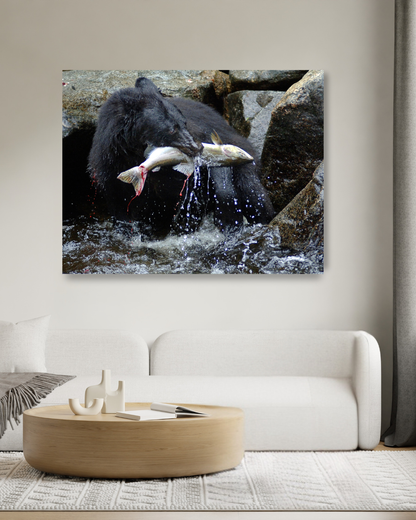 Wild Alaska, Black Bear & Pink Salmon