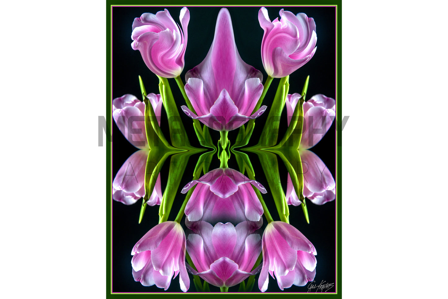 Pink Tulips