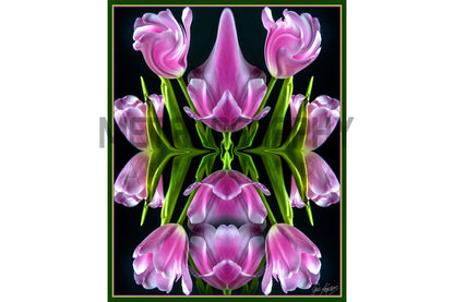 Pink Tulips
