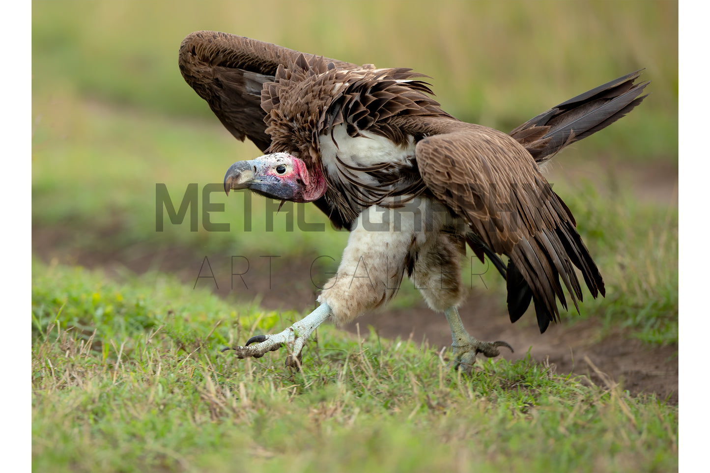 Vulture on the Run