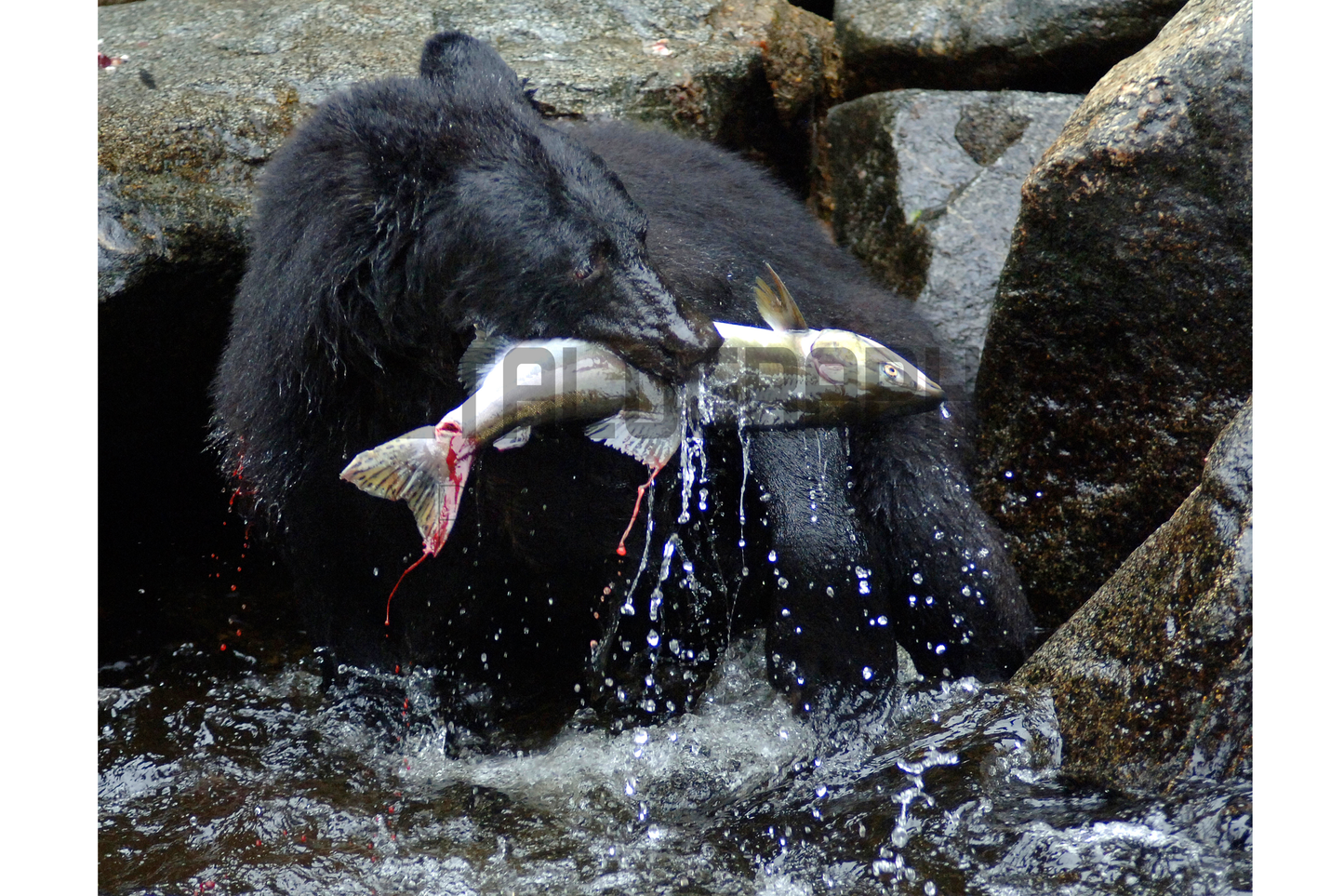 Wild Alaska, Black Bear & Pink Salmon